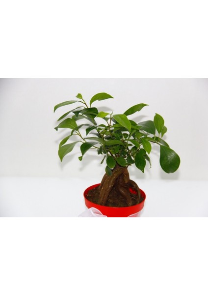 Bonsai Ficus Ginseng - Sevgililer Günü ve Özel Gün Hediyesi fiyatları