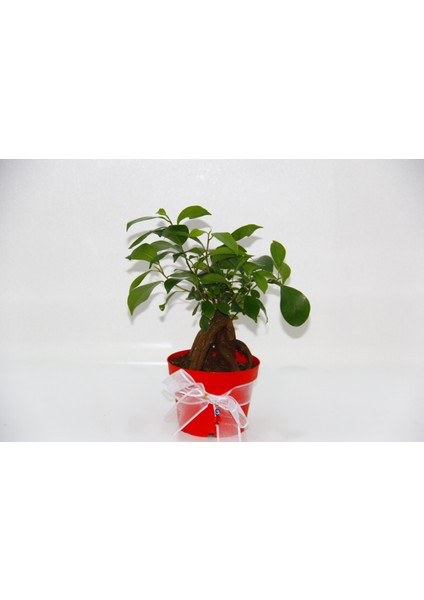Bonsai Ficus Ginseng - Sevgililer Günü ve Özel Gün Hediyesi fırsatları