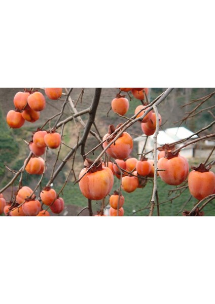Çikolatalı Trabzon Hurması (Diospyros Digyna) – "black Sapote" 5 fiyatları