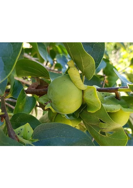 Çikolatalı Trabzon Hurması (Diospyros Digyna) – "black Sapote" 5 modelleri
