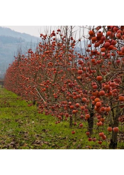 Çikolatalı Trabzon Hurması (Diospyros Digyna) – "black Sapote" 5 indirimleri