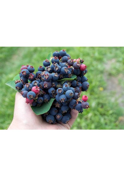 Saskaton (Saskatoon Berry) Fidanı – 5 Adet Canlı Meyve Fidanı