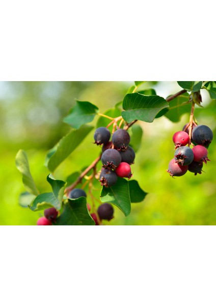 Saskaton (Saskatoon Berry) Fidanı – 5 Adet Canlı Meyve Fidanı fiyatları