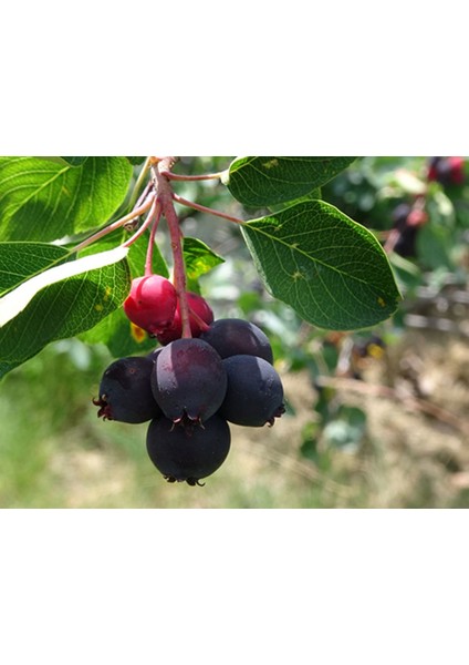 Saskaton (Saskatoon Berry) Fidanı – 5 Adet Canlı Meyve Fidanı fırsatları