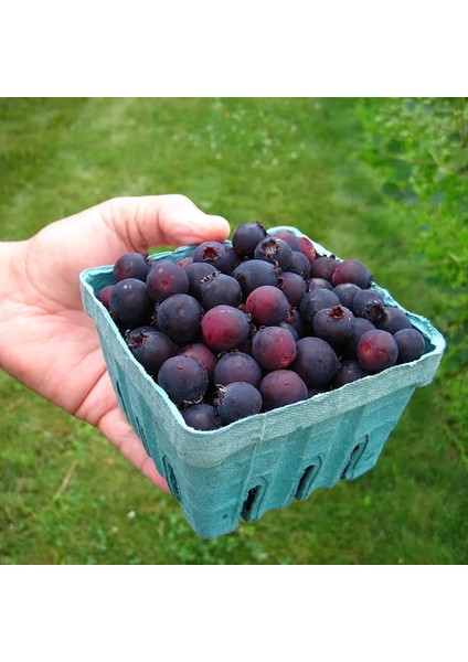 Saskaton (Saskatoon Berry) Fidanı – 5 Adet Canlı Meyve Fidanı indirimleri