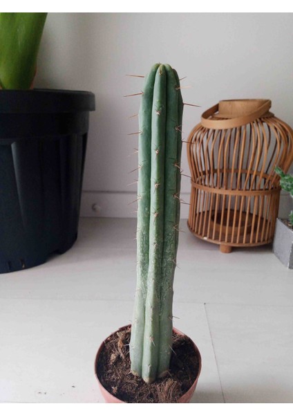 Trichocereus Bridgesii 30 cm