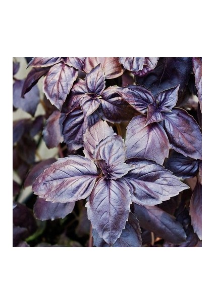 Mor Reyhan Tohumu 1 gr Tohum