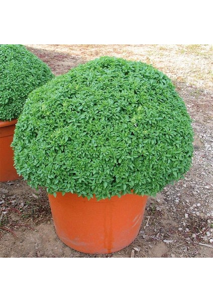 Top Fesleğen Tohumu 1200 Adet Tohum