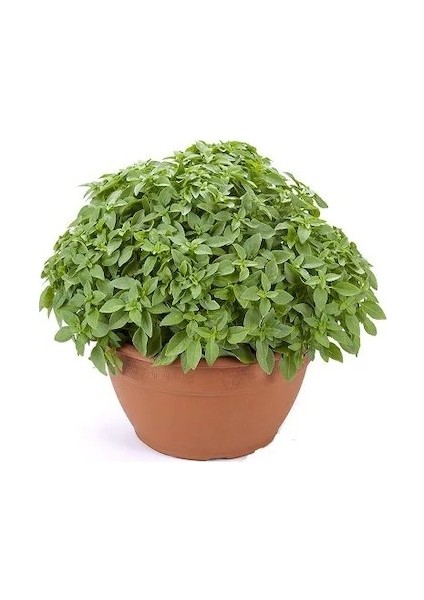 Top Reyhan Tohumu 1 gr Tohum