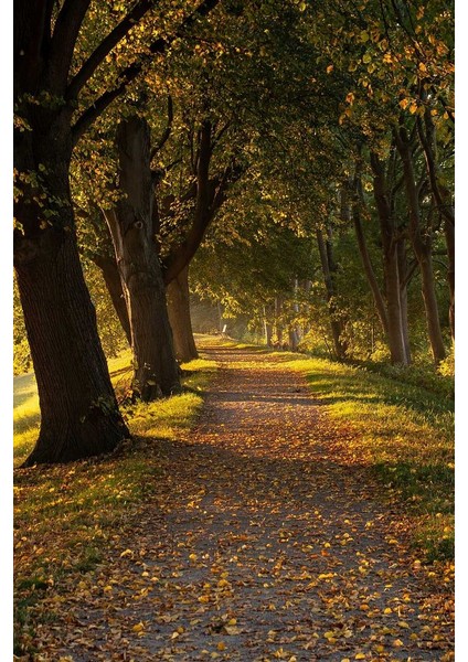 Autumn Kanvas Tablo