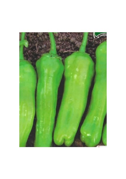 Üç Burun Biber Tohumu 200 Adet Tohum