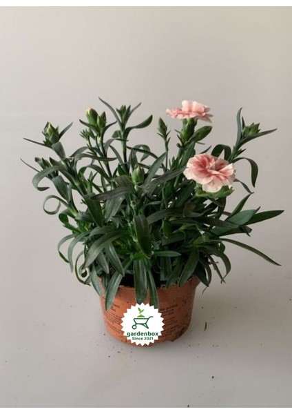 Yoğun Kokulu Krem Karanfil Çiçeği Bodur Cins 1 Adet Saksılı 15 - 25 cm