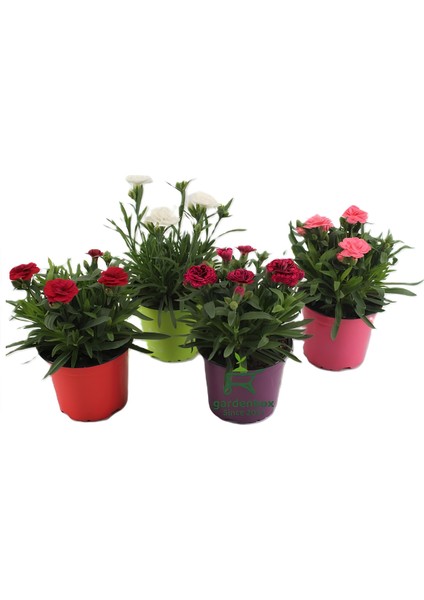 Dolgun Formlu Kırmızı Renk Karanfil Çiçeği 1 Adet 15 - 25 cm Red Dianthus fiyatları