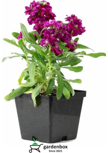 Mor Renk Şebboy Çiçeği Bodur Tür Saksılı/tüplü 1 Adet 15 - 30 cm (Cheiranthus)