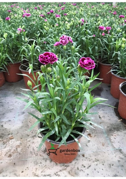 Kokulu Mor Ebruli Karanfil Çiçeği 15 - 25 cm Saksılı Bahçe Balkon Çiçeği