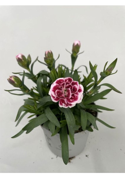 Kokulu Mor Ebruli Karanfil Çiçeği 15 - 25 cm Saksılı Bahçe Balkon Çiçeği modelleri