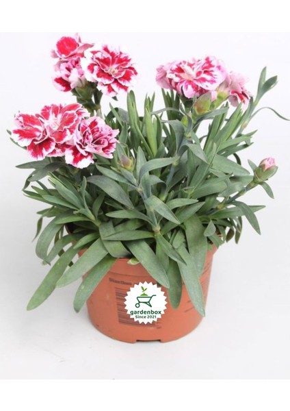 Kokulu Kırmızı Ebruli Karanfil Çiçeği 15 - 25 cm Saksılı Bahçe Balkon Çiçeği
