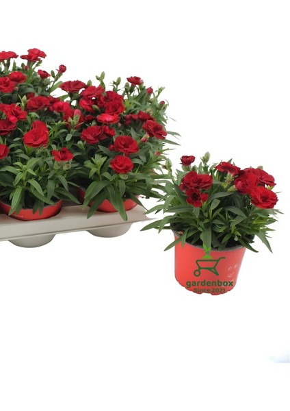 Kırmızı Renk Bodur Tür Mis Kokulu Karanfil Çiçeği 1 Adet Saksılı 15 - 25 cm