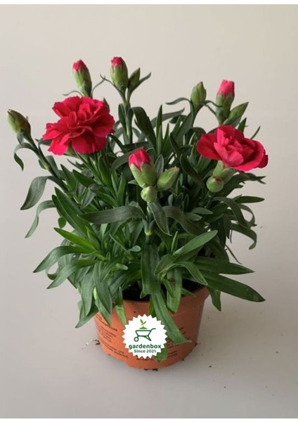 Mis Kokulu Kırmızı Renk Bodur Karanfil 1 Adet Saksılı 15 - 25 cm Red Dianthus