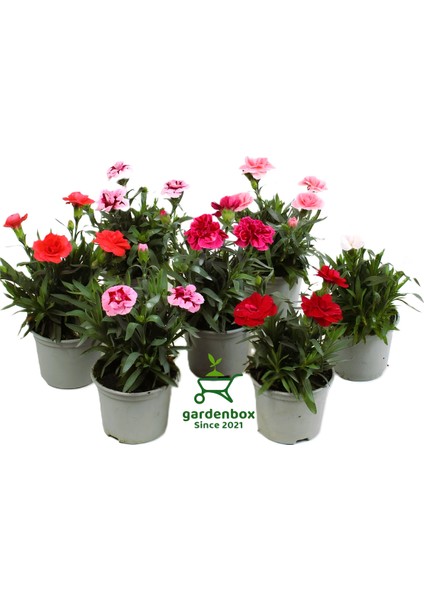 Mis Kokulu Kırmızı Renk Bodur Karanfil 1 Adet Saksılı 15 - 25 cm Red Dianthus fiyatları