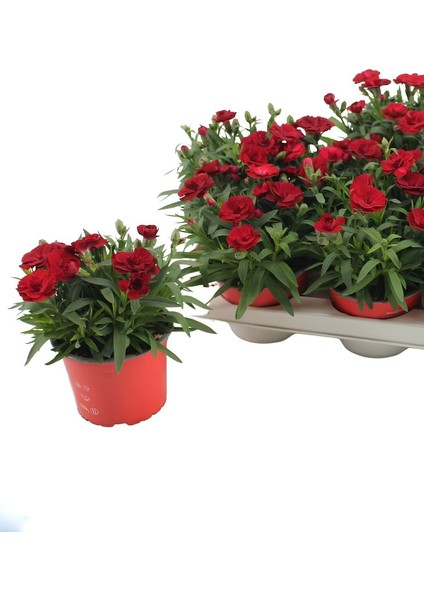 Mis Kokulu Kırmızı Renk Bodur Karanfil 1 Adet Saksılı 15 - 25 cm Red Dianthus modelleri