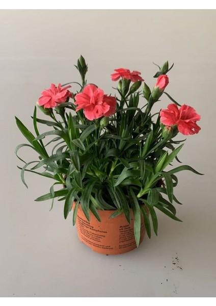 Yeni Sezon Yoğun Kokulu 3 Adet Karanfil Çiçeği Pembe - Kırmızı Renk Dianthus fiyatları