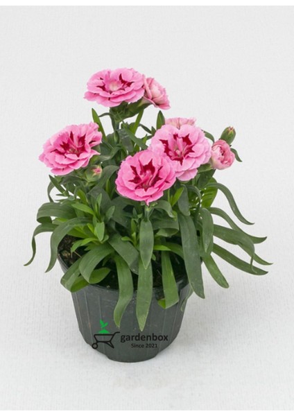 Yeni Sezon Yoğun Kokulu 3 Adet Karanfil Çiçeği Pembe - Kırmızı Renk Dianthus fırsatları