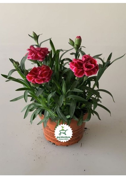 Yeni Sezon Yoğun Kokulu 3 Adet Karanfil Çiçeği Pembe - Kırmızı Renk Dianthus indirimleri
