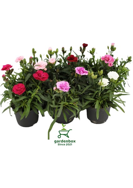 Mis Kokulu Karanfil Çiçeği Kırmızı-Pembe-Beyaz 3 Adet Saksılı Bodur Tür 15-25CM