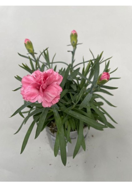 Mis Kokulu Karanfil Çiçeği Kırmızı-Pembe-Beyaz 3 Adet Saksılı Bodur Tür 15-25CM modelleri