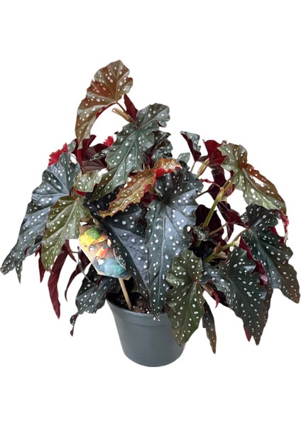 Begonia Maculata 'Black Forest' (Begonya Çiçeği)