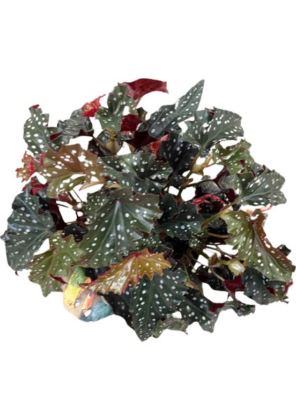 Begonia Maculata 'Black Forest' (Begonya Çiçeği) fiyatları