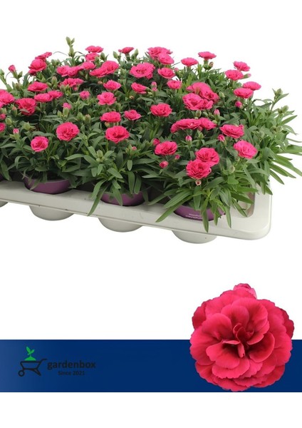 Yeni Sezon Dolgun Çiçekli Karanfil Çiçeği Pembe Renk 1 Adet Saksılı 15-25CM fiyatları