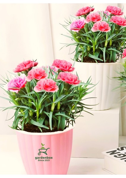 Dekoratif Kokulu Salon Ofis Çiçeği Pink Dianthus 1 Adet Saksılı 15-25CM