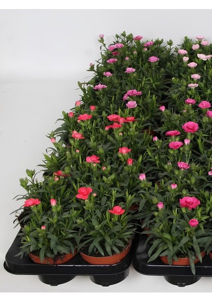 Dekoratif Kokulu Salon Ofis Çiçeği Pink Dianthus 1 Adet Saksılı 15-25CM fiyatları