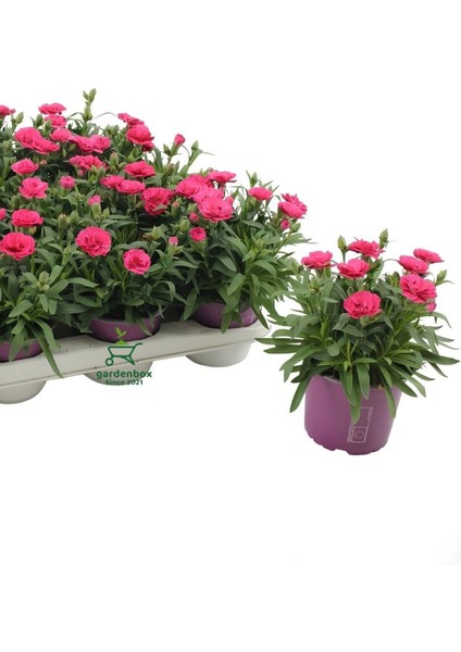 Dekoratif Kokulu Salon Ofis Çiçeği Pink Dianthus 1 Adet Saksılı 15-25CM modelleri