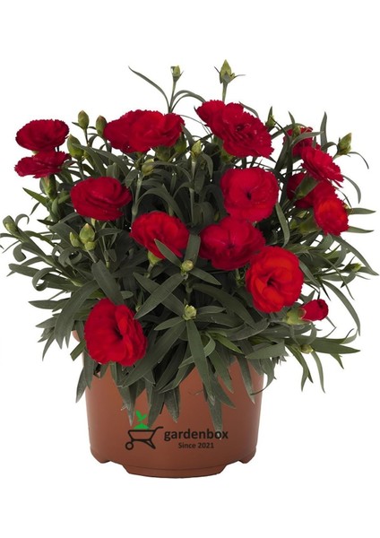 Dolgun Bol Çiçekli Kırmızı Renk Karanfil Çiçeği Bodur Cins 15-25CM Saksılı