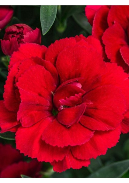 Dolgun Bol Çiçekli Kırmızı Renk Karanfil Çiçeği Bodur Cins 15-25CM Saksılı modelleri