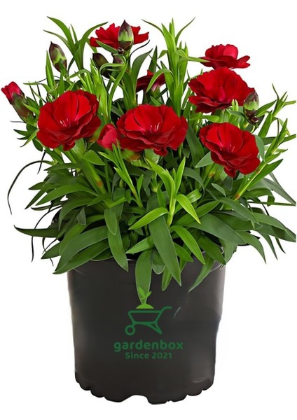 Kokulu Kırmızı Karanfil Çiçeği Bodur Cins Red Dianthus 1 Adet Saksılı 15-25CM