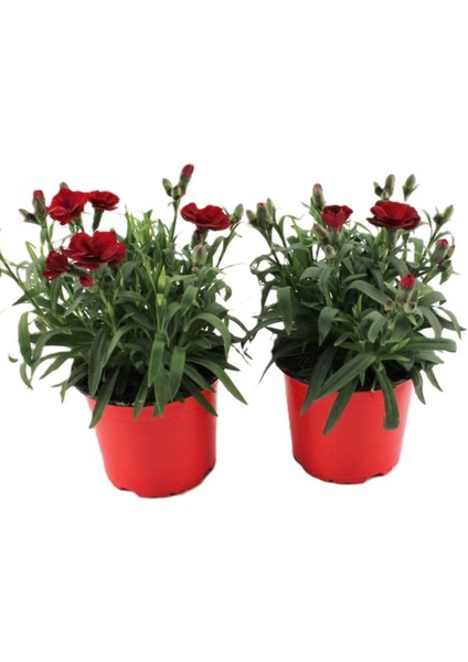 Kokulu Kırmızı Karanfil Çiçeği Bodur Cins Red Dianthus 1 Adet Saksılı 15-25CM fiyatları