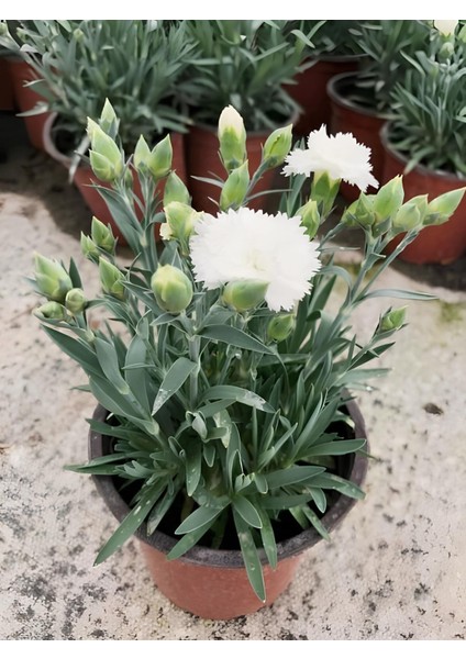 Beyaz Renk Kokulu Karanfil Çiçeği Iç Dış Mekan Uygun Çiçekli Karanfil 15-25CM fırsatları