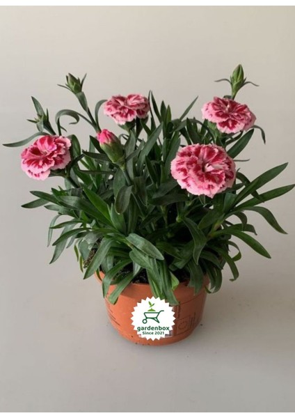 Kokulu Pembe Ebruli Karanfil Çiçeği 15-25 cm Saksılı Bahçe Balkon Çiçeği