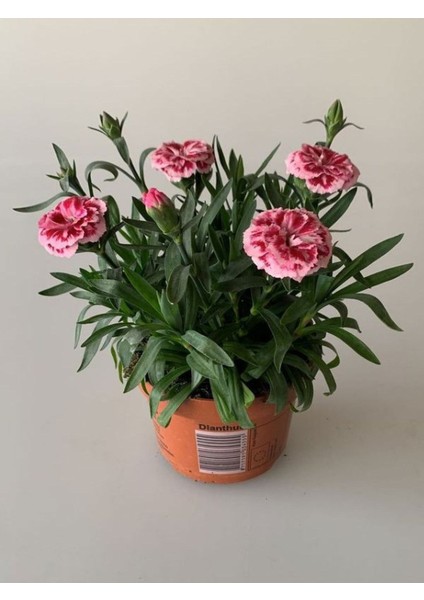 Kokulu Pembe Ebruli Karanfil Çiçeği 15-25 cm Saksılı Bahçe Balkon Çiçeği modelleri