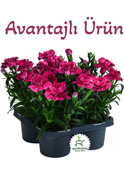 Mis Kokulu Fuşya Renk Karanfil Çiçeği Avantajlı Ürün 4 Adet Saksılı 15-25CM Dianthus