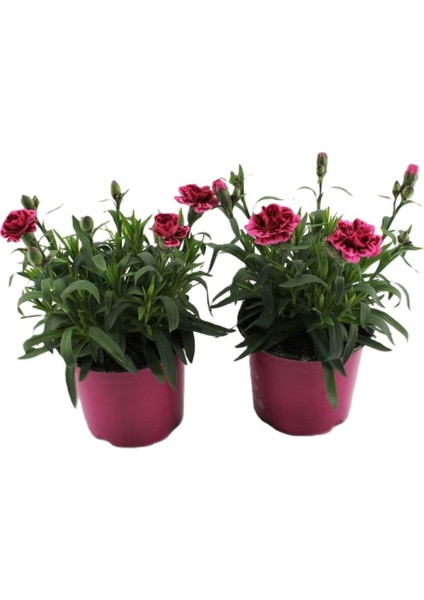 Mis Kokulu Fuşya Renk Karanfil Çiçeği Avantajlı Ürün 4 Adet Saksılı 15-25CM Dianthus fiyatları