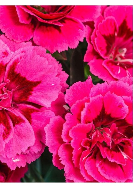Mis Kokulu Fuşya Renk Karanfil Çiçeği Avantajlı Ürün 4 Adet Saksılı 15-25CM Dianthus modelleri