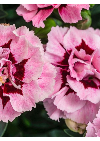 Yeni Sezon Ürün Mis Kokulu Pembe Renk 1 Adet Saksılı 15-25CM Pink Dianthus fiyatları