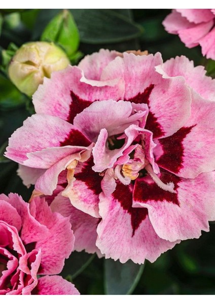 Yeni Sezon Ürün Mis Kokulu Pembe Renk 1 Adet Saksılı 15-25CM Pink Dianthus modelleri