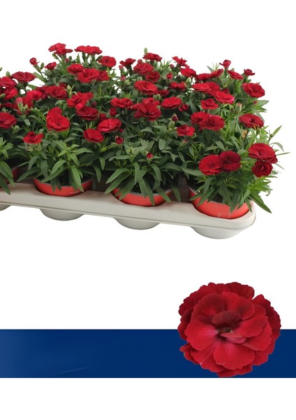 Kadınlar Günüze Özel Avantajlı Ürün Kokulu Kırmızı Karanfil Çiçeği 15-25CM fiyatları
