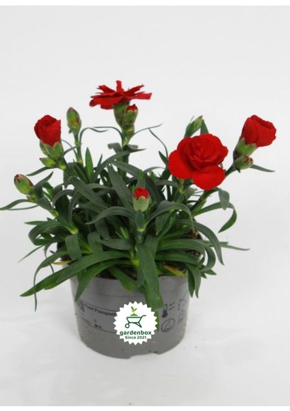Kokulu Bodur Cins Kırmızı Renk Karanfil Çiçeği 1 Adet Saksılı 15-25CM Red Dianthus